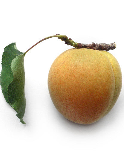 Maamoul Apricot & Fig - Taste & Flavors