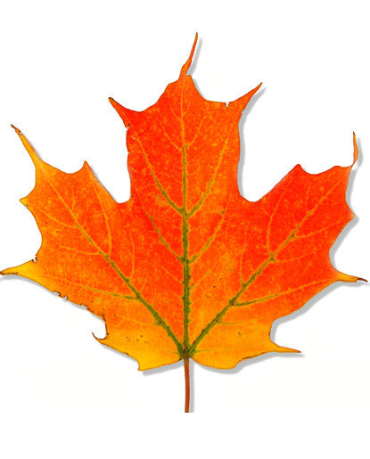 Benefits of Maple Leaf Extract