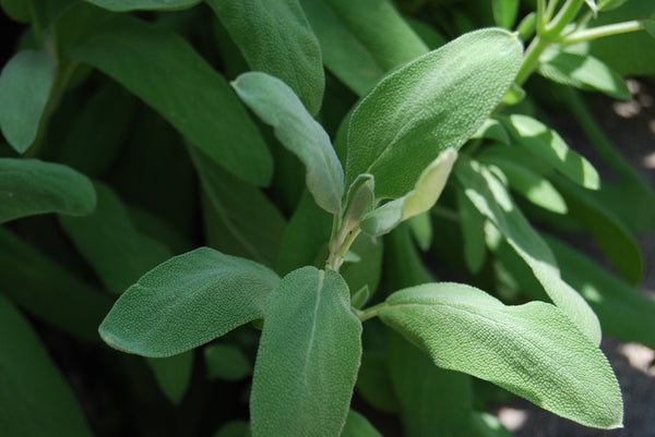 Rubbed Sage: used extensively with pork & poultry – Starlight Herb