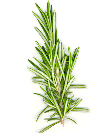 25X Rosemary Flavoring - Oil Soluble