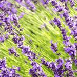 Lavender Extract - Water Soluble